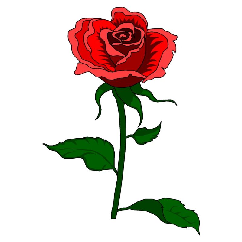 Rose Flower