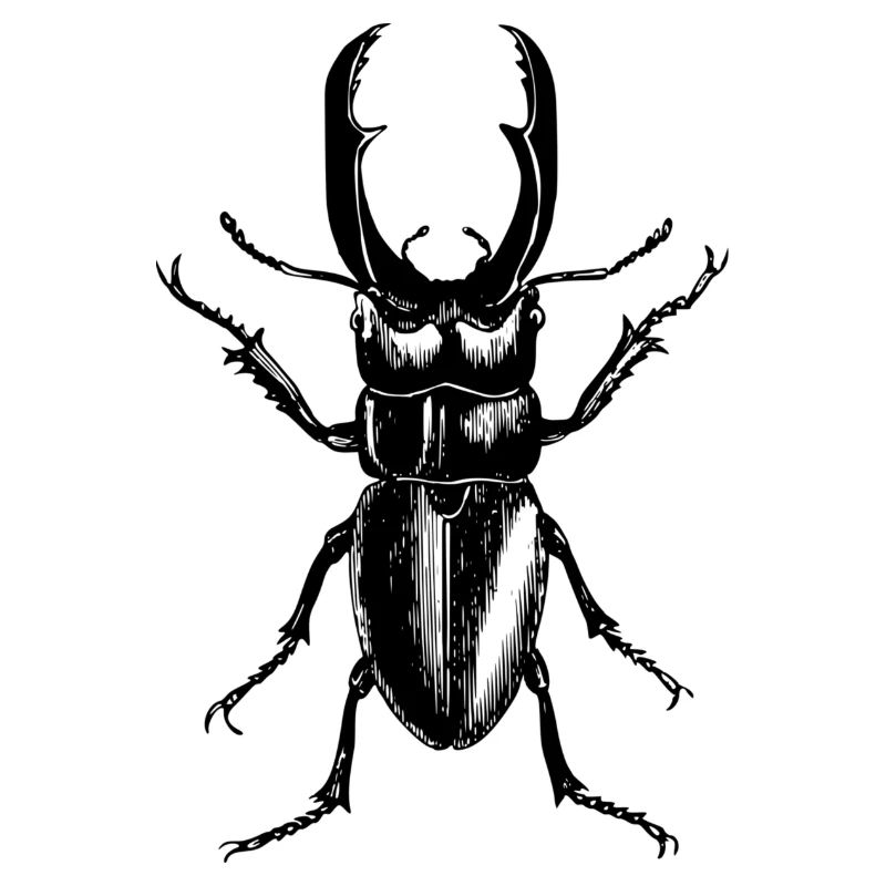 stag beetle