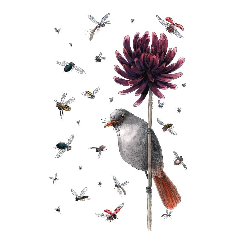bird & fly