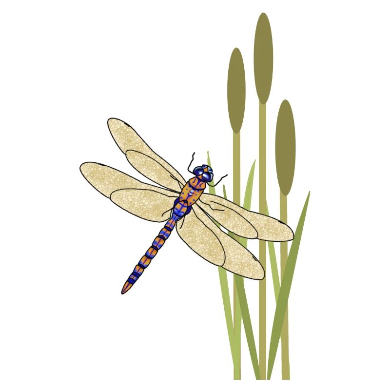 Libellule
