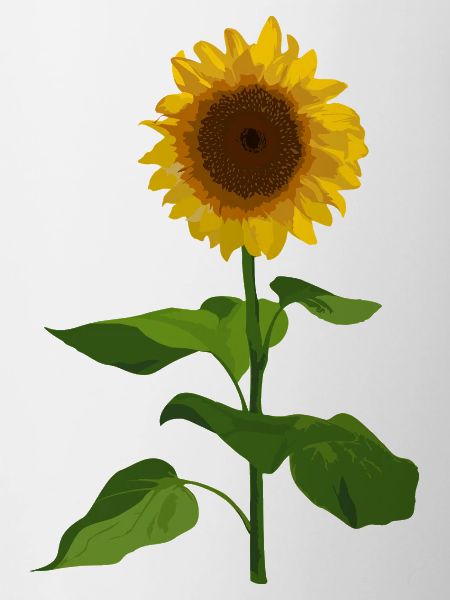 Sonnenblume