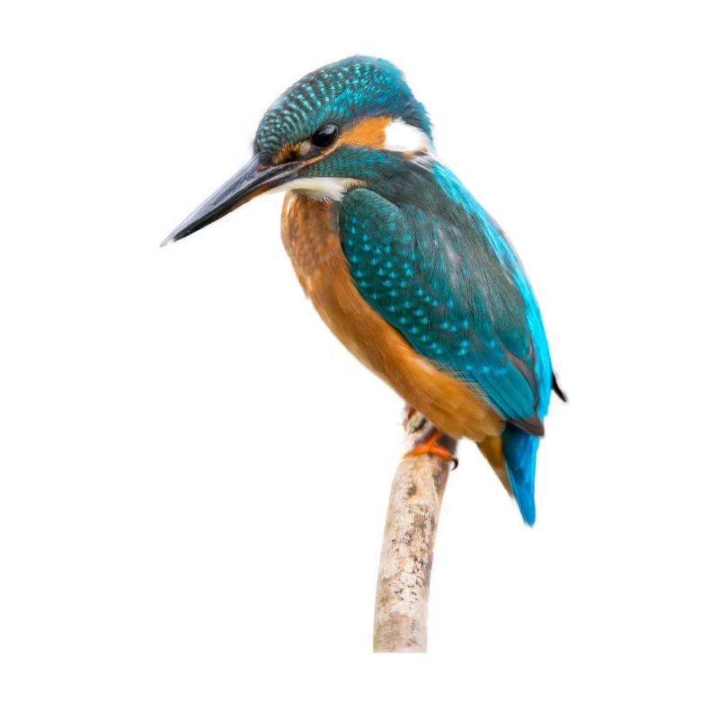 Eisvogel - Kingfisher
