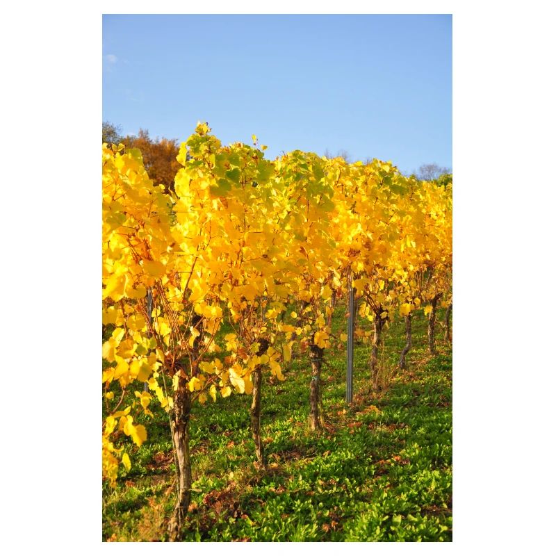 Vignes de Riesling de Moselle à l'automne 2