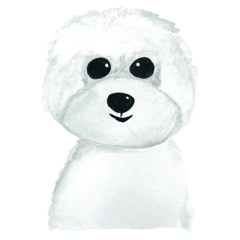 Bichon Hündchen