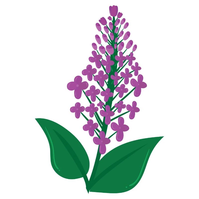 Lilas