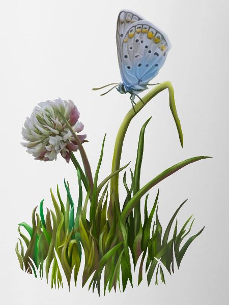 Papillon et trèfle