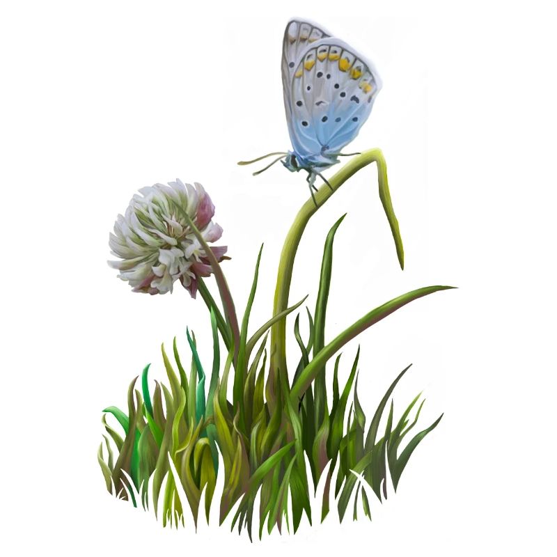 Butterfly and clover
