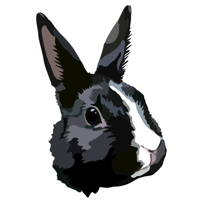 Lapin noir et blanc