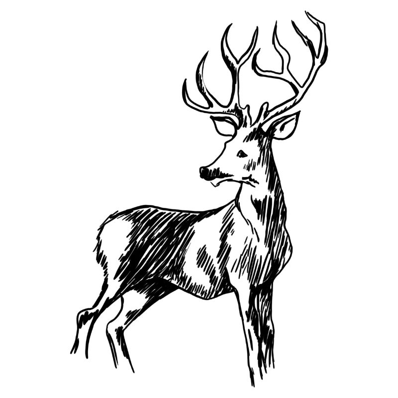Hirsch