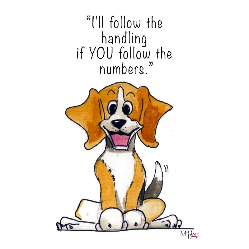 Agilité beagle