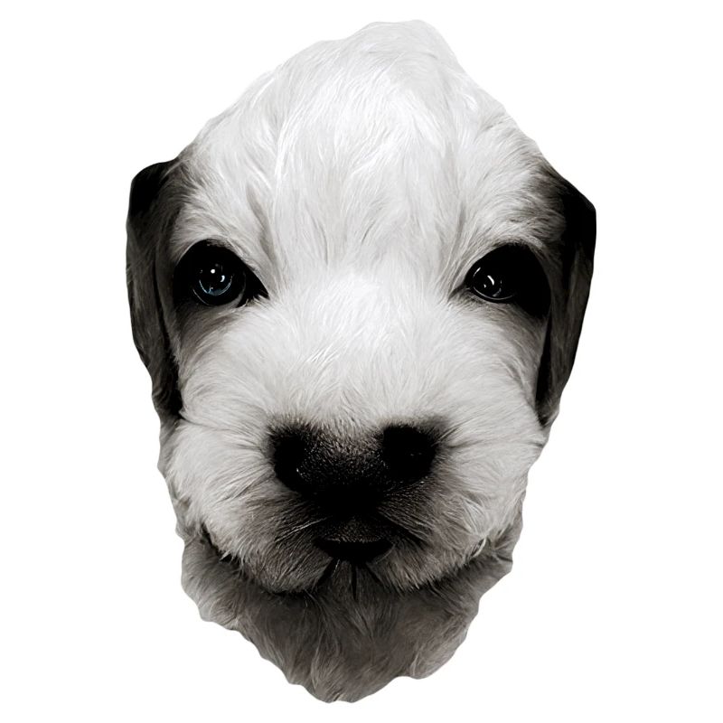 Visage de chiot