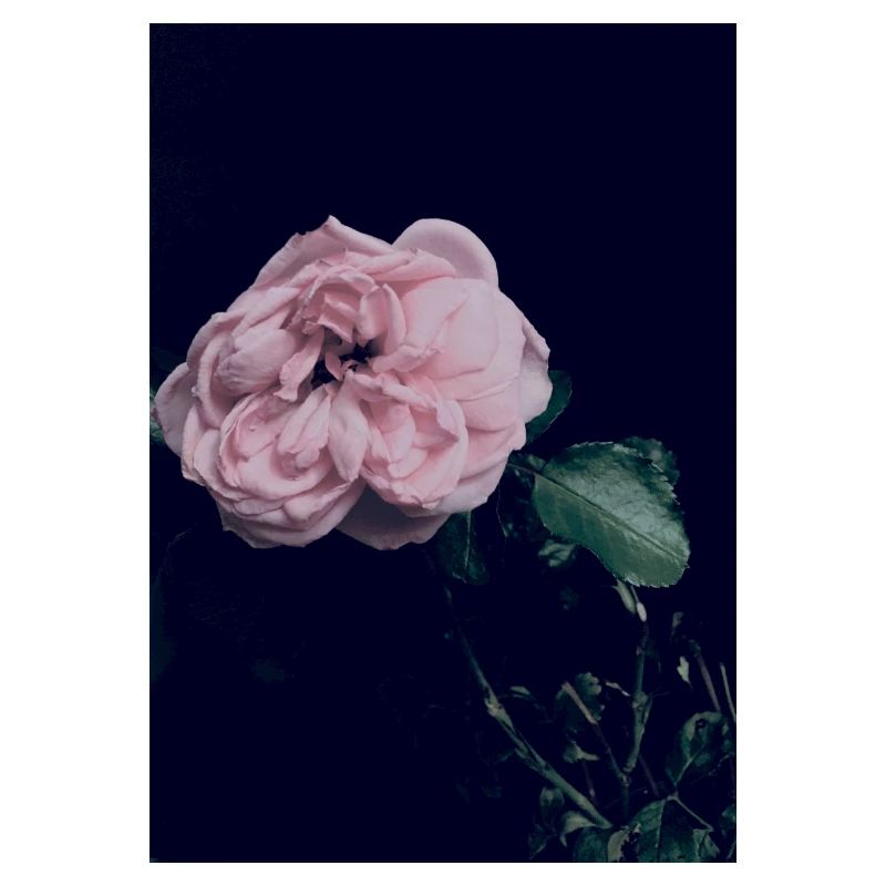 Rosa