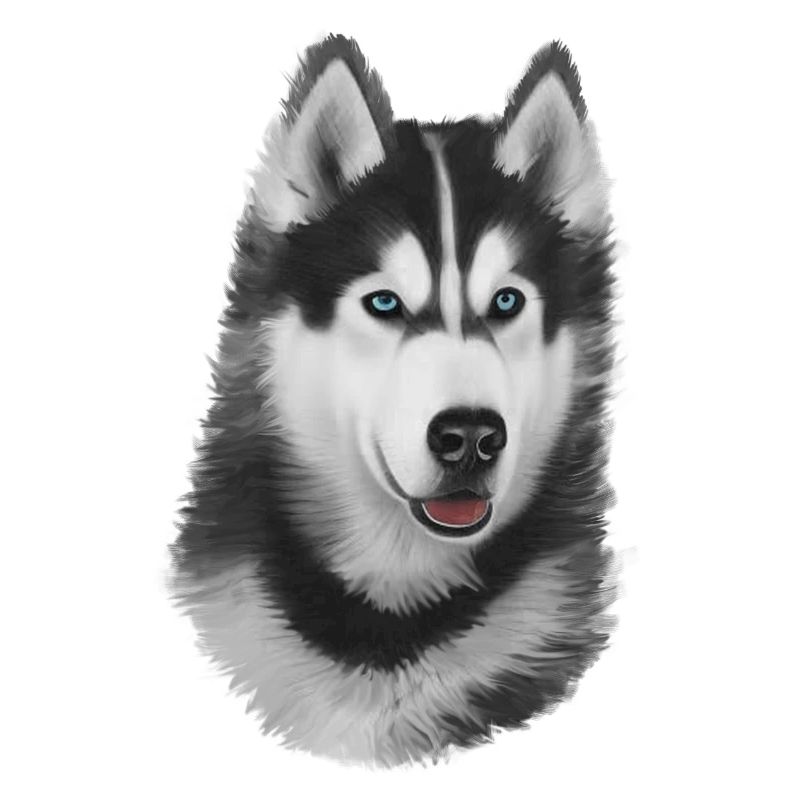 Husky peint