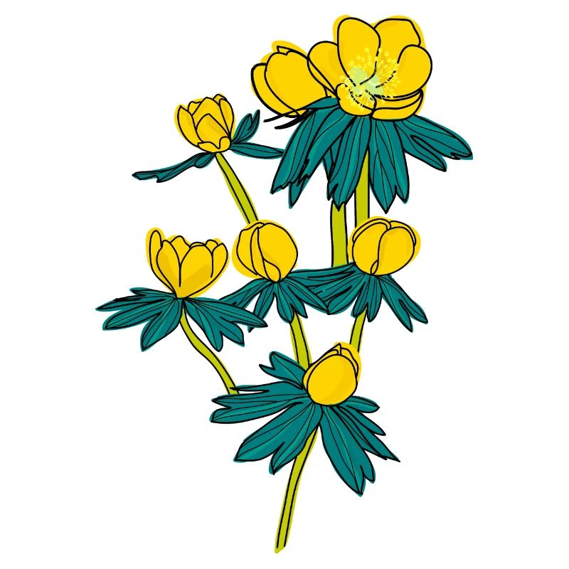 Winter Aconite2