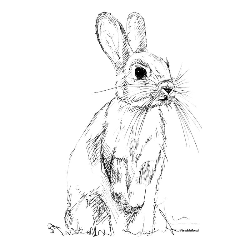 Lapin