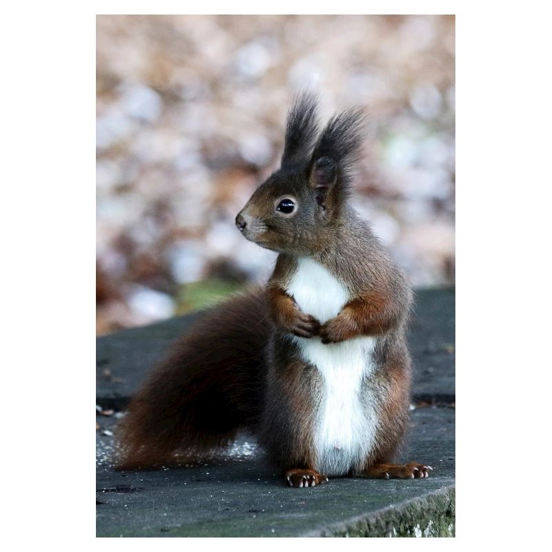 Eichhörnchen, Isibat