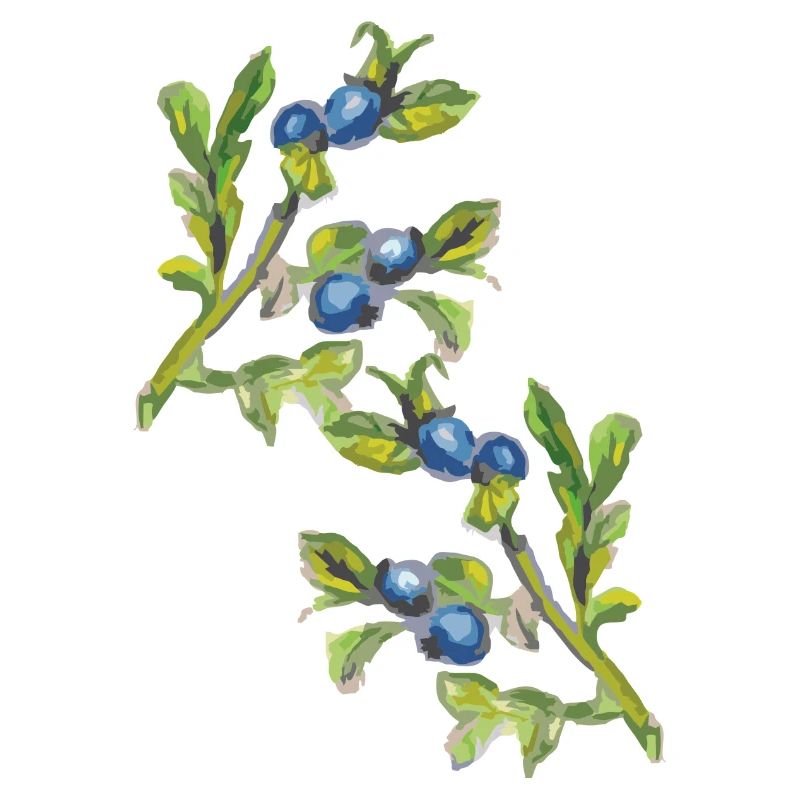 Branche de myrtille