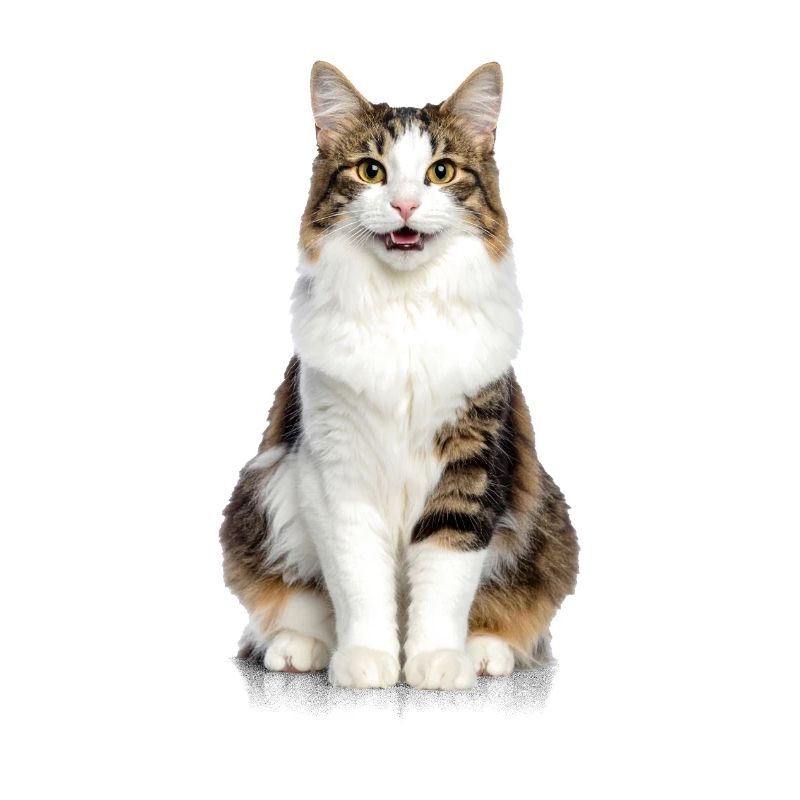 Chat souriant moelleux – Édition Good Pet