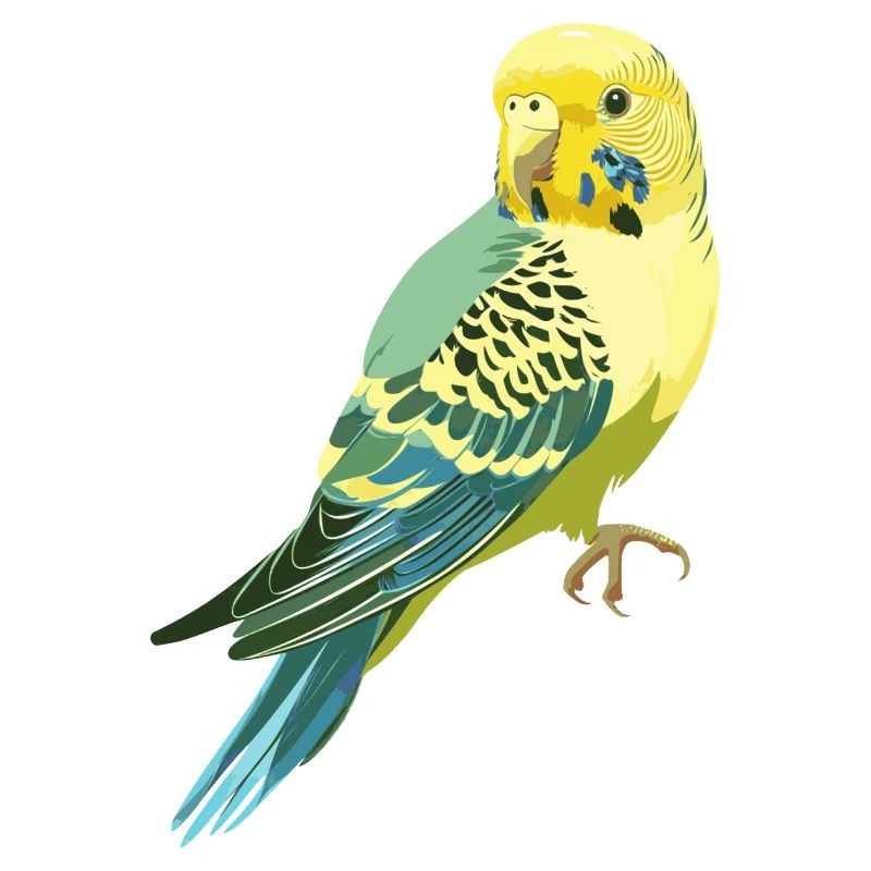 Budgerigar