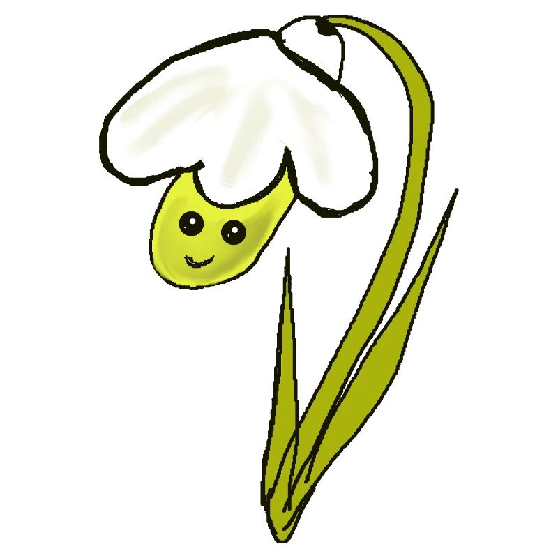 Spring Flower Snowdrops