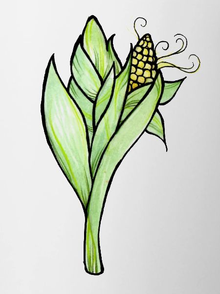 Aquarell-Maispflanzenillustration