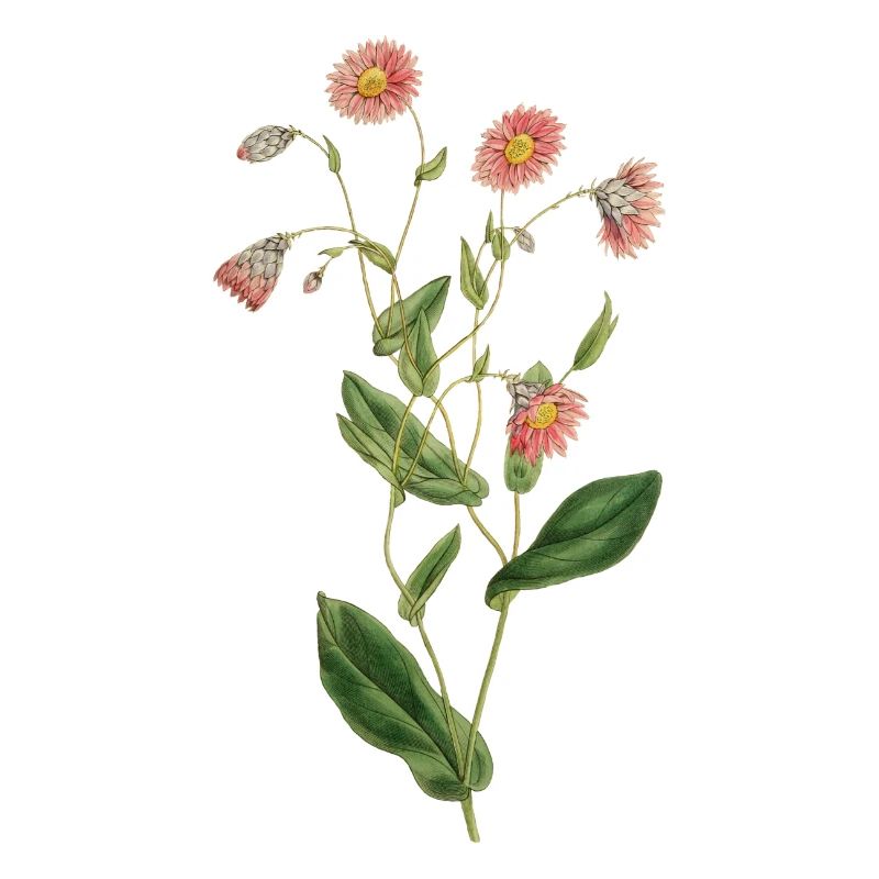 Anniversaire idée cadeau fleurs