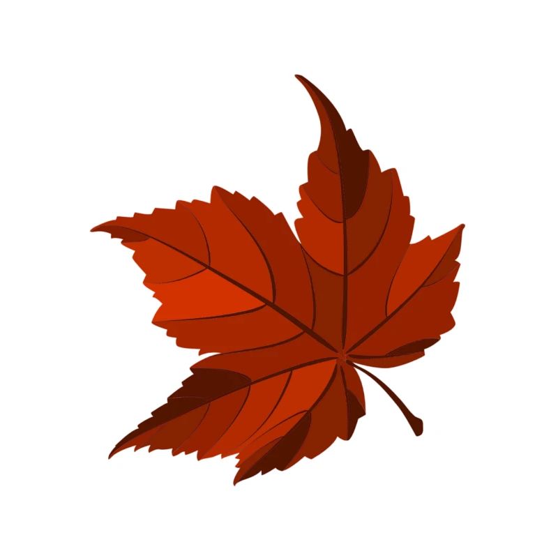 Feuilles d’érable, Automne, Feuilles