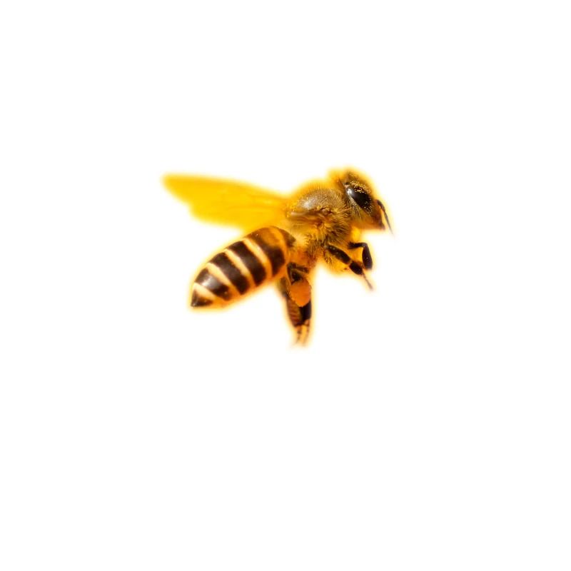 Biene