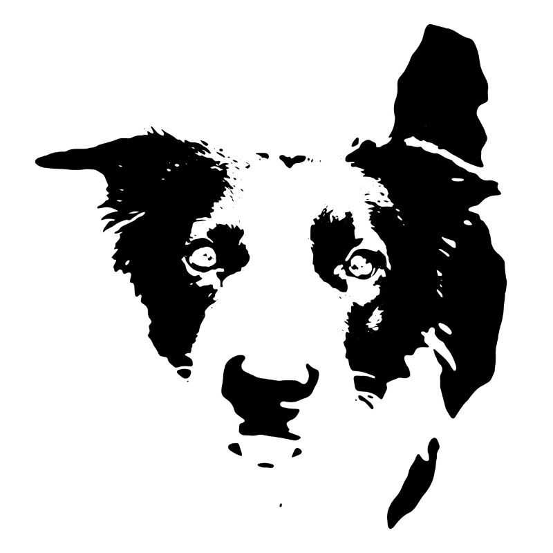 Border collie