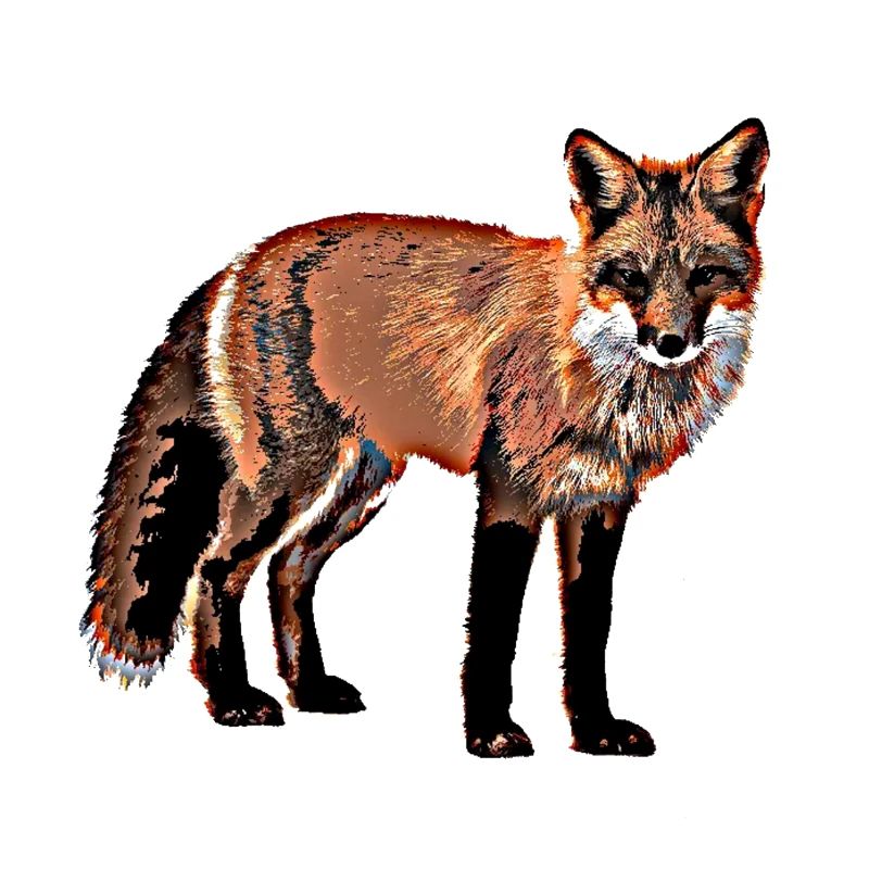 Fox