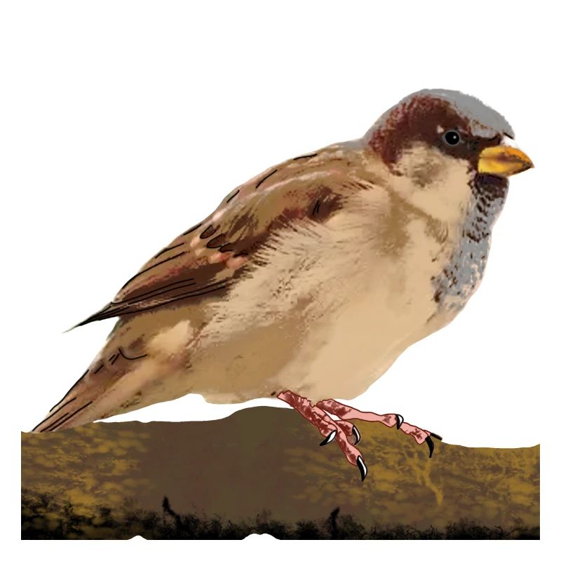 moineau