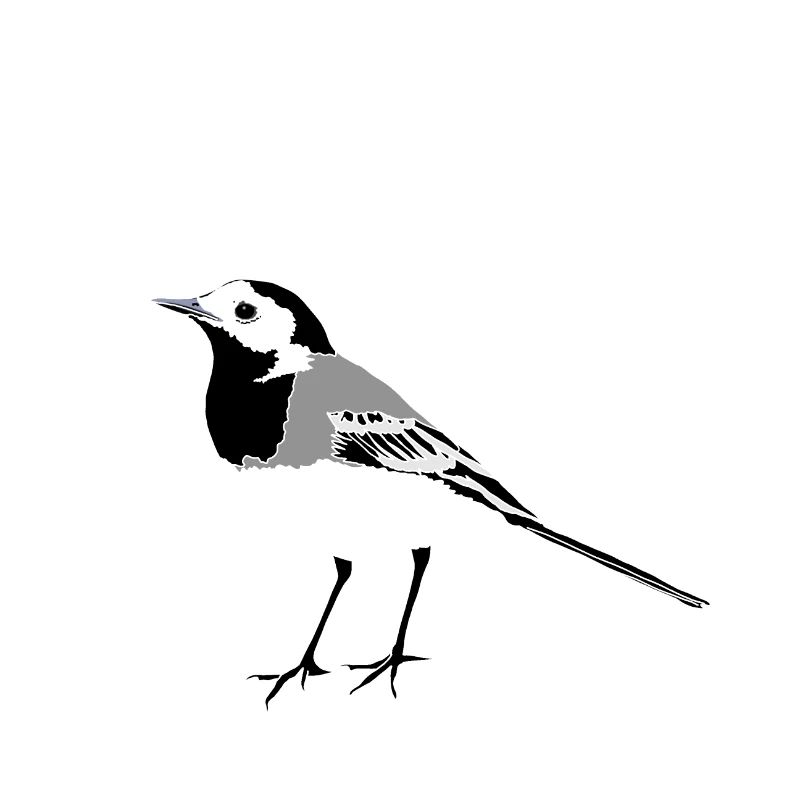 Wagtail