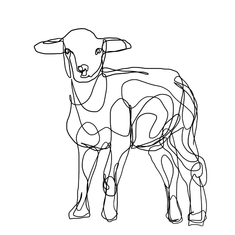 sheep Schaf lamm