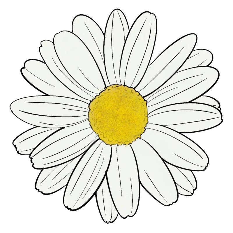 Gänseblümchen