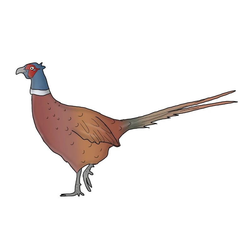 Pheasant drawn animal