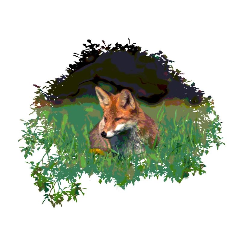 wunderschöner Rotfuchs - Fuchs in Wiese