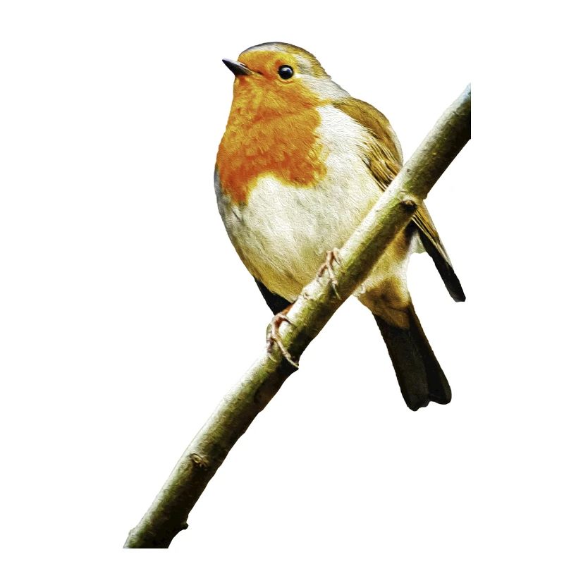rouge-gorge