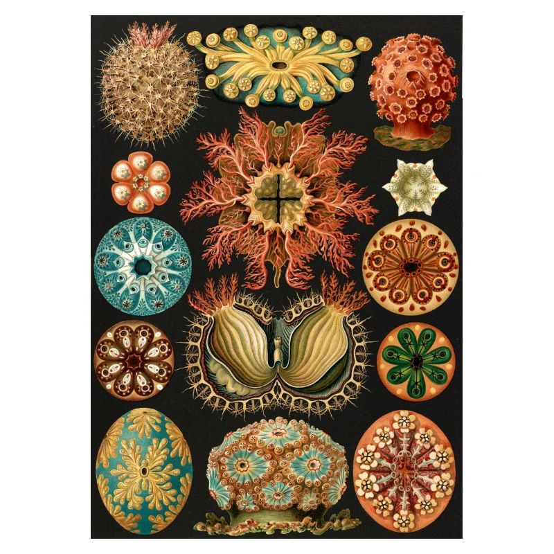 Ernst Haeckel - Ascidiae. Around 1900.