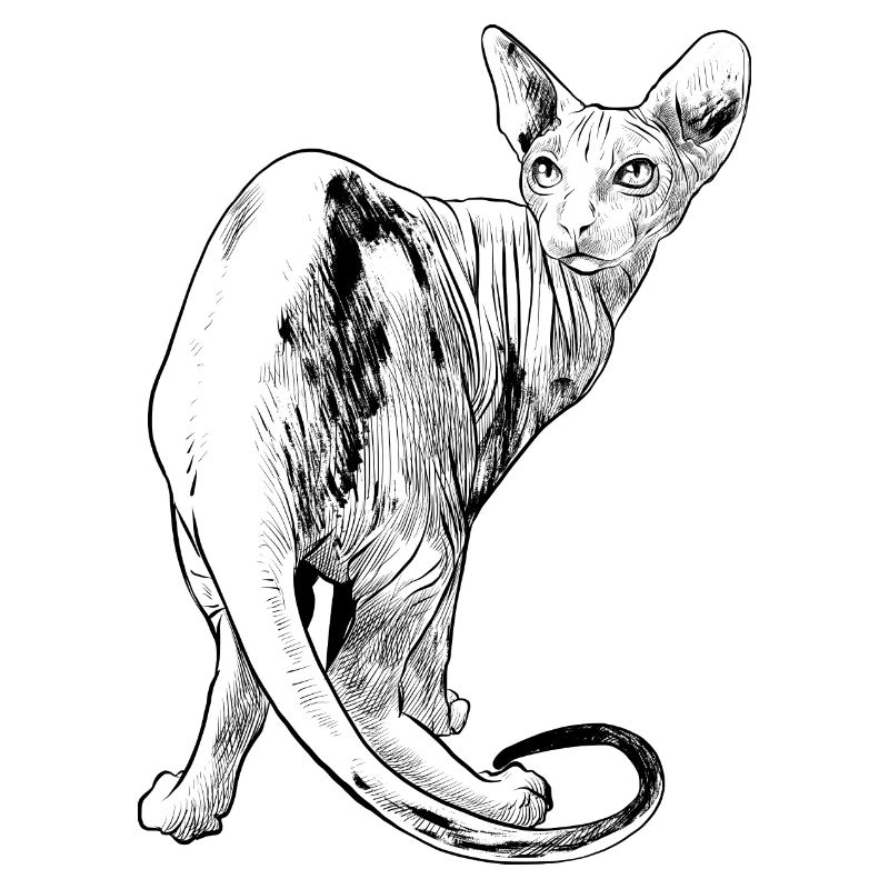 Chat spynx animal