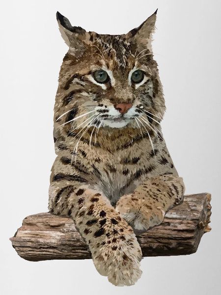 Lynx