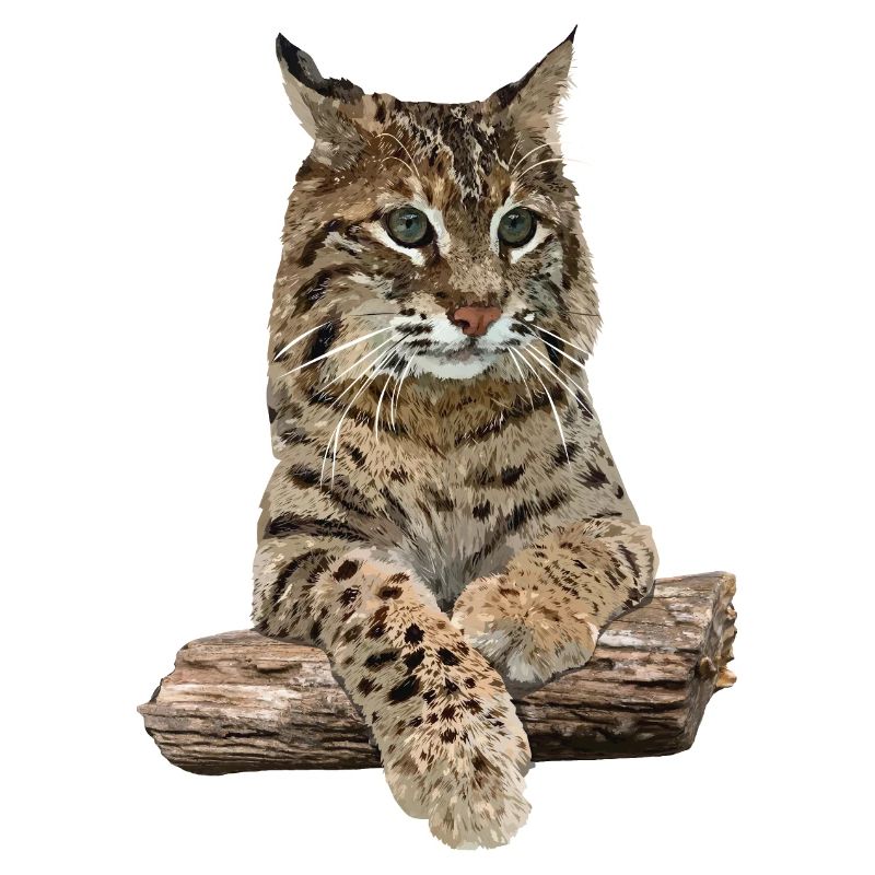 Luchs