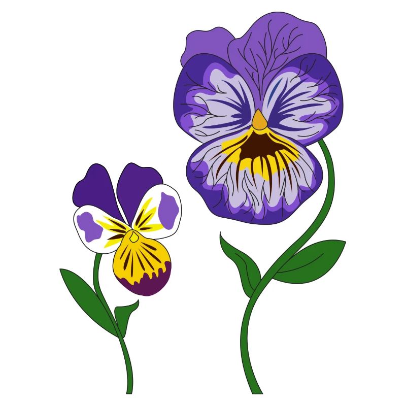 fleur violette