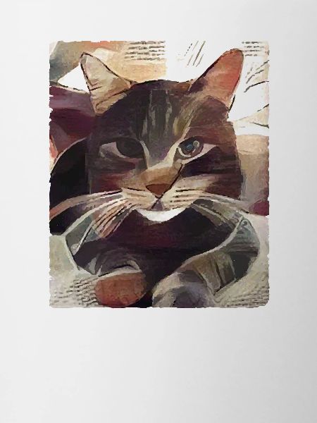 Chat, des phrases drôles