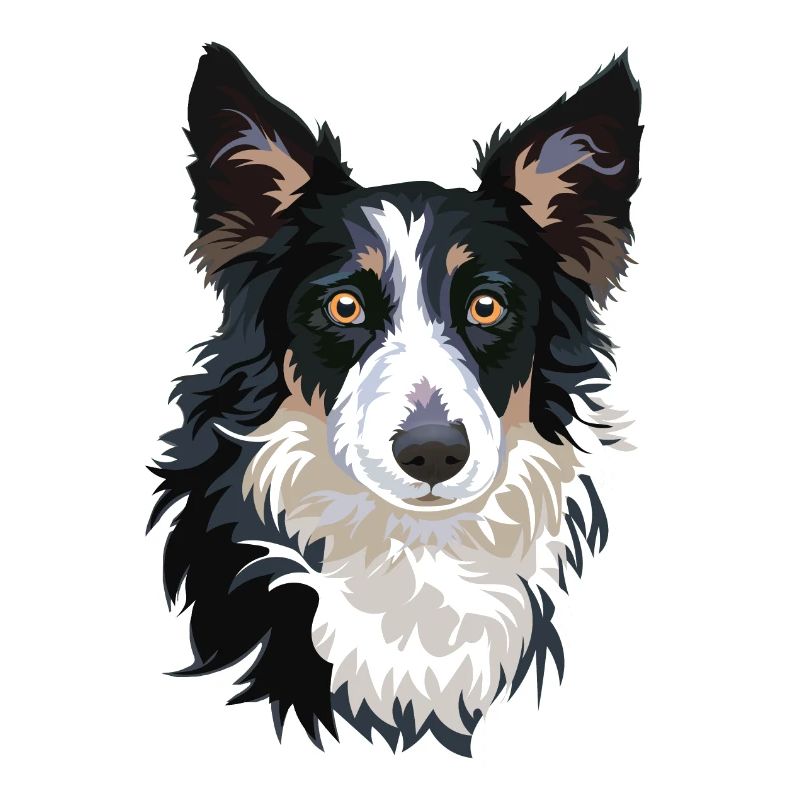chien border collie