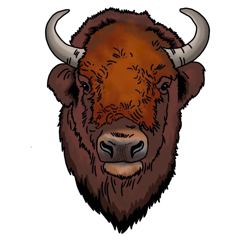 Bison head