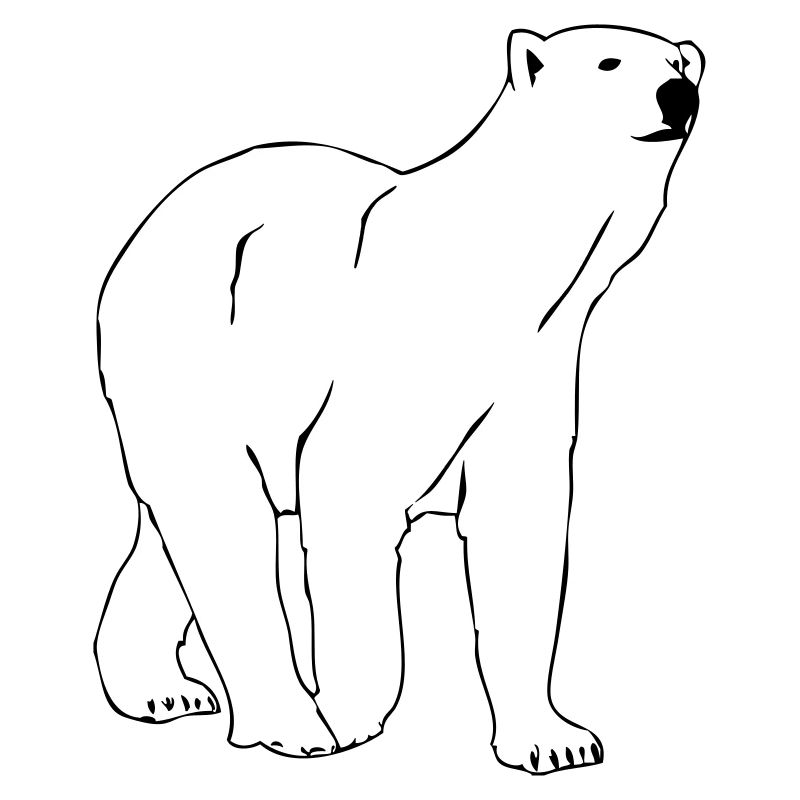 Eisbär - Polar bear - Arktis