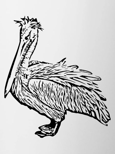 Pélicans Oiseaux Oiseaux Pelecanus