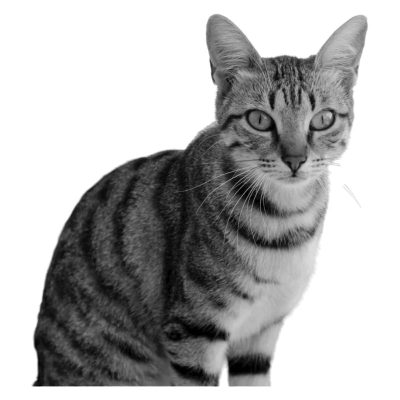 Chat blanc-noir Chat noir et blanc