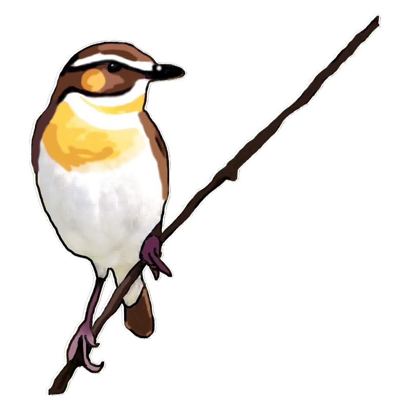 Whinchat