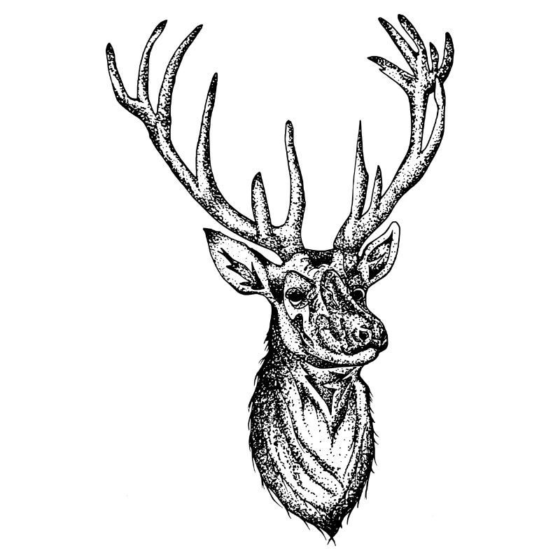 Hirsch